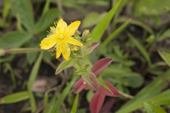 Hypericum attenuatum