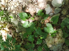 Viola alba dehnhardtii