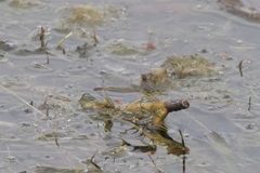 Zygoptera
