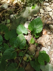 Viola alba dehnhardtii