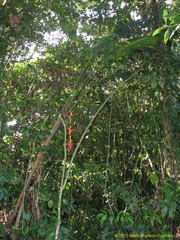 Heliconia pogonantha