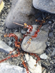 Epilobium microphyllum