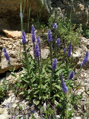 Veronica steppacea