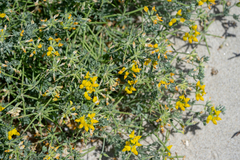 Securigera securidaca