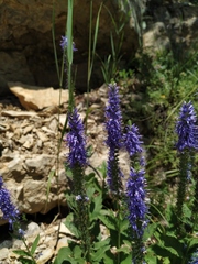 Veronica steppacea