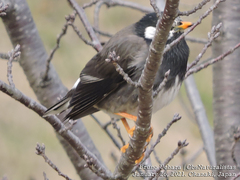 Spodiopsar cineraceus
