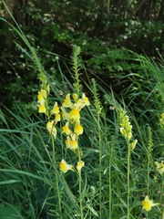 Linaria biebersteinii