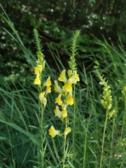Linaria biebersteinii