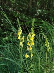 Linaria biebersteinii