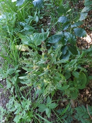 Cynoglossum germanicum