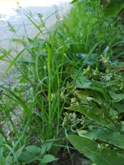 Cynoglossum germanicum