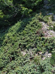 Juniperus communis hemisphaerica