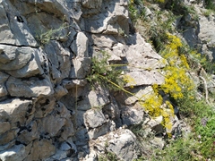 Ferulago galbanifera