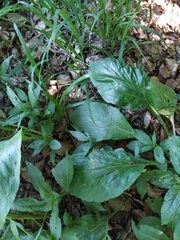 Cynoglossum germanicum