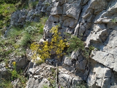 Ferulago galbanifera