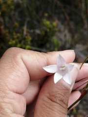 Prismatocarpus brevilobus