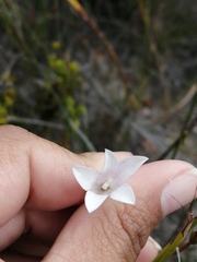 Prismatocarpus brevilobus