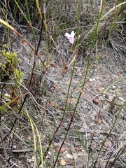 Prismatocarpus brevilobus