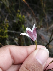Prismatocarpus brevilobus