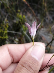 Prismatocarpus brevilobus