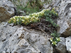 Teucrium montanum jailae