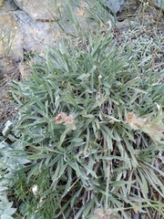 Convolvulus calvertii