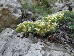Teucrium montanum jailae