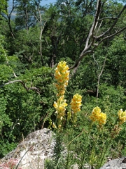 Linaria biebersteinii
