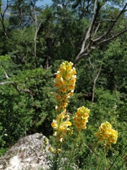 Linaria biebersteinii