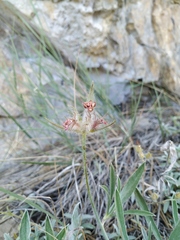 Convolvulus calvertii