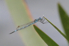 Austrolestes annulosus