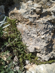 Thymus tauricus