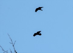 Corvus corax kamtschaticus