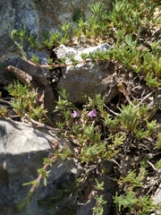 Thymus tauricus