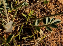 Astragalus junatovii