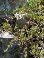 Thymus tauricus