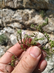 Thymus tauricus