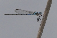 Austrolestes annulosus
