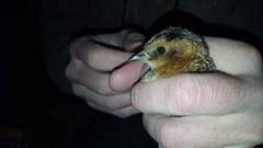 Coturnicops noveboracensis