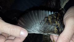 Coturnicops noveboracensis