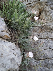 Convolvulus calvertii calvertii