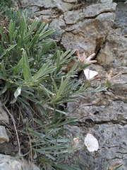 Convolvulus calvertii calvertii