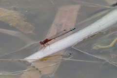 Xanthagrion erythroneurum