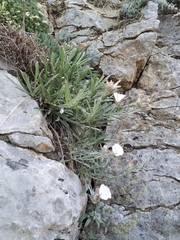 Convolvulus calvertii calvertii