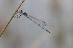Austrolestes annulosus