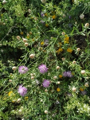 Centaurea sterilis