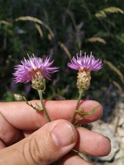 Centaurea sterilis