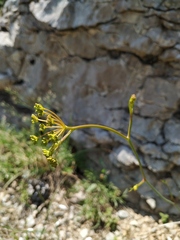 Peucedanum tauricum