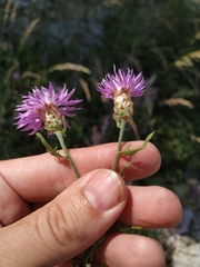Centaurea sterilis