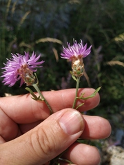 Centaurea sterilis